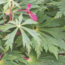 Geschlitzblättriger Japanahorn - Acer japonicum 'Aconitifolium'