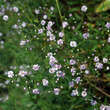 Gypsophila paniculata 'Flamingo': Bild 3/3