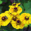 Helenium 'Goldrausch': Bild 1/3