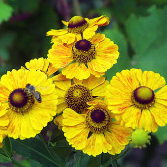 Helenium 'Goldrausch'