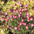 Saxifraga arendsii 'Peter Pan': Bild 6/7