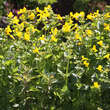 Mimulus luteus: Bild 4/4