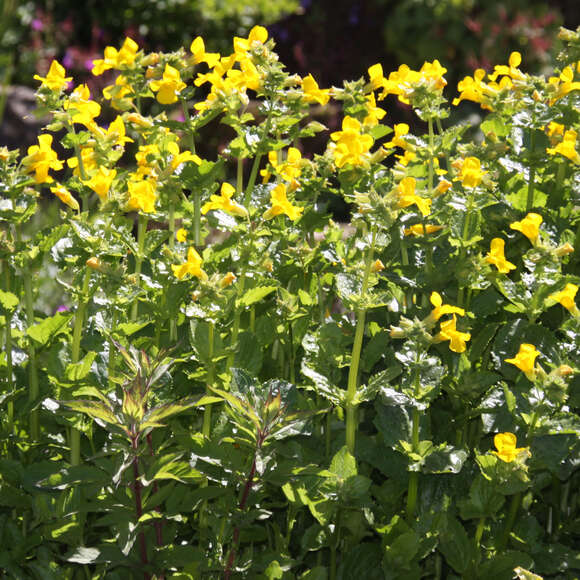 Mimulus luteus: Bild 4/4 Mimulus luteus: Bild 4/4