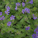 Geranium renardii 'Philippe Vapelle' - Storchschnabel