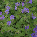 Geranium renardii 'Philippe Vapelle' - Storchschnabel