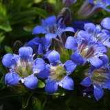 Gentiana septemfida - Sommerenzian