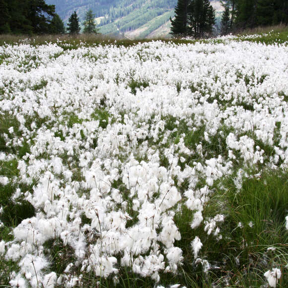 Eriophorum vaginatum: Bild 2/4 Eriophorum vaginatum: Bild 2/4
