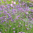 Verbena bonariensis: Bild 5/8