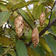 Carpinus cordata: Bild 4/6