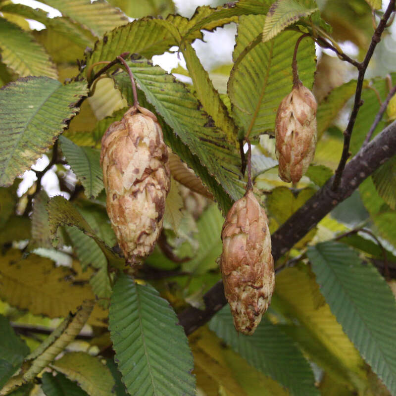 Herzblättrige Weißbuche Carpinus cordata