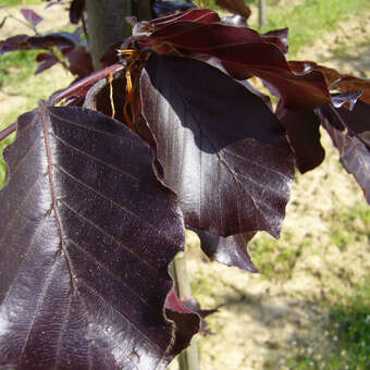 Fagus sylvatica 'Riversii'