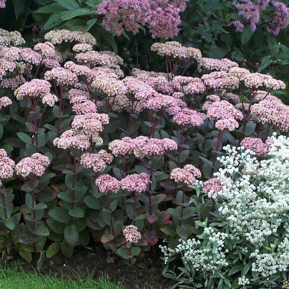 Sedum 'Matrona': Bild 6/9