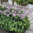 Hosta 'Blue Cadet': Bild 1/3
