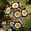 Primula auricula 'Alois': Bild 2/2