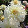 Chrysanthemum kor. 'Hansa': Bild 2/2