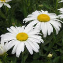 Leucanthemum superbum 'Silberprinzesschen' - Sommermargerite