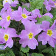Primula juliae 'Groenekan's Glorie': Bild 1/7