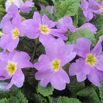 Primula juliae 'Groenekan's Glorie'