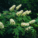 Hydrangea quercifolia - Eichenblatthortensie