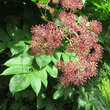Aralia cordata 'Sun King': Bild 2/2