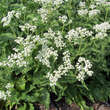 Parthenium integrifolium: Bild 3/5