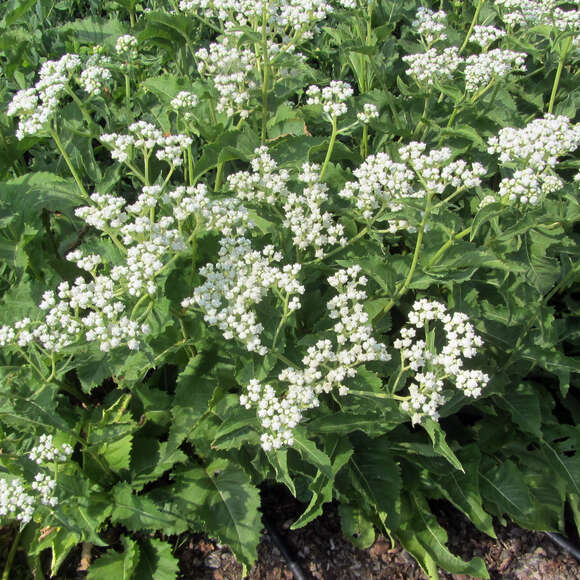 Parthenium integrifolium: Bild 3/5