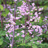 Thalictrum rochebrunianum - Waldraute