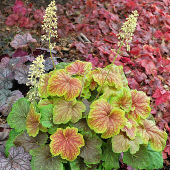 Heuchera 'Delta Dawn'