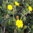 Potentilla recta: Bild 4/4