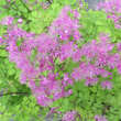 Thalictrum 'Black Stockings': Bild 1/4