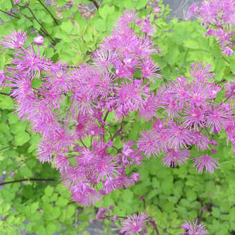 Thalictrum 'Black Stockings'