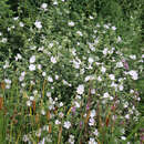 Lavatera 'White Angel' - Buschmalve
