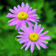 Tanacetum coccineum 'Robinson's Rose': Bild 2/3