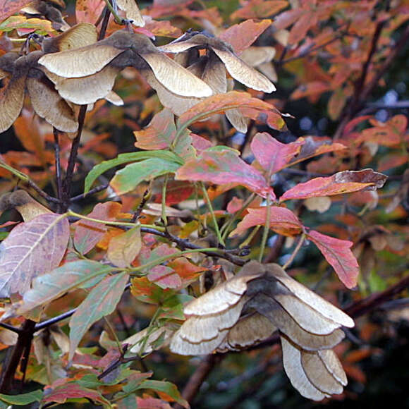 Acer griseum: Bild 1/9 Acer griseum: Bild 1/9