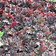 Heuchera 'Dark Secret': Bild 1/1
