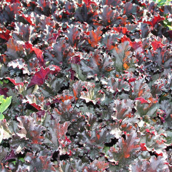 Heuchera 'Dark Secret'