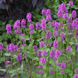 Stachys monieri 'Hummelo': Bild 2/6