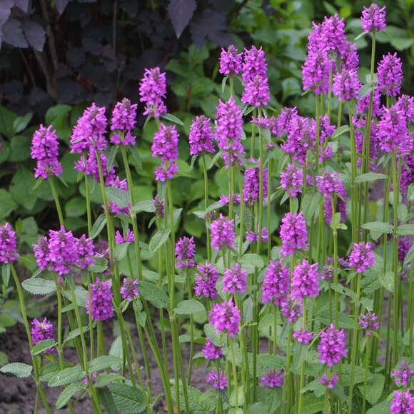 Stachys monieri 'Hummelo': Bild 2/6 Stachys monieri 'Hummelo': Bild 2/6