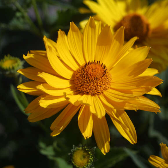 Heliopsis helianthoides 'Venus': Bild 4/7 Heliopsis helianthoides 'Venus': Bild 4/7