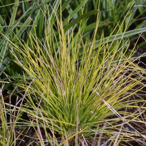 Festuca glauca 'Golden Toupee': Bild 3/3 Festuca glauca 'Golden Toupee': Bild 3/3