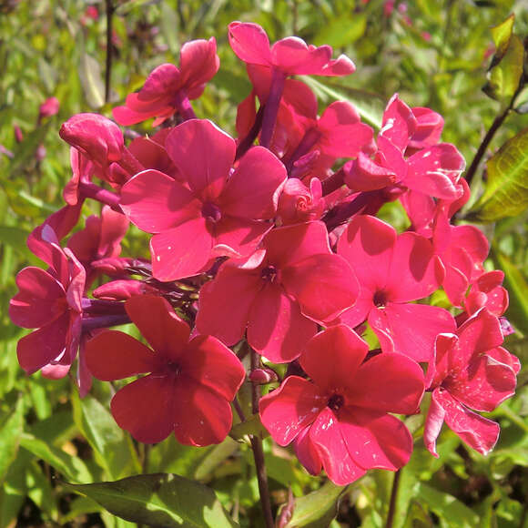 Phlox paniculata 'Starfire': Bild 1/4