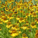 Helenium  'The Bishop' - Sonnenbraut