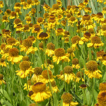 Helenium  'The Bishop'