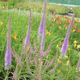 Veronicastrum virginicum 'Fascination' - Virginischer Ehrenpreis