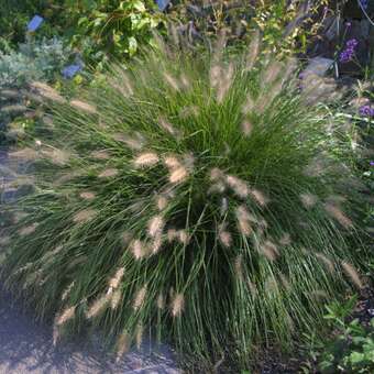 Pennisetum alopecuroides 'Hameln'