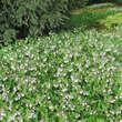 Symphytum grandiflorum 'Hidcote Blue': Bild 6/7