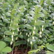 Polygonatum humile: Bild 1/6