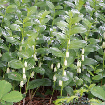 Polygonatum humile