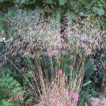 Deschampsia caesp. 'Bronzeschleier'