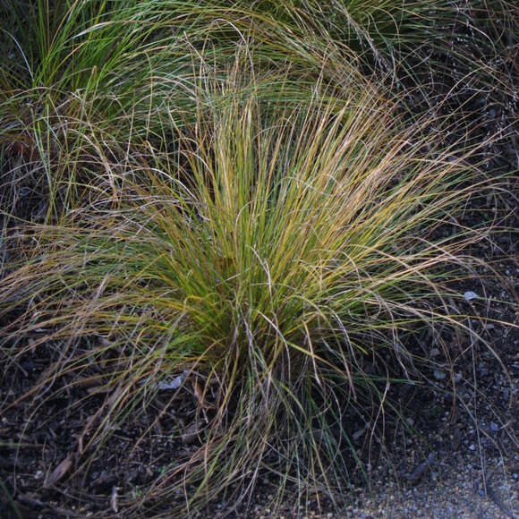 Sporobolus heterolepis: Bild 6/6 Sporobolus heterolepis: Bild 6/6